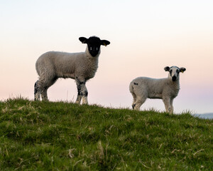 Sheep with Lamb on a hill