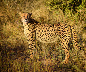 Cheetah is foraging over the savana of Kruger National Park, South Africa