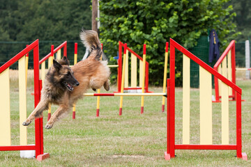 Belgian Tervuren dog jumps obstacle at agility trial