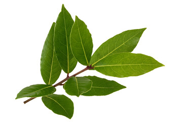 Fototapeta premium Laurel branch with leaves