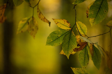 Leaves Begging to Change In Fall