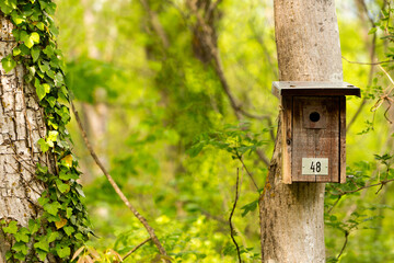 Birdhouse in the forest