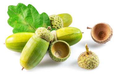 Green oak acorns with oak leaves isolated on white background.