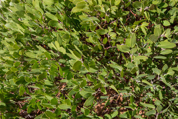 Small Desert Plant Fills Frame