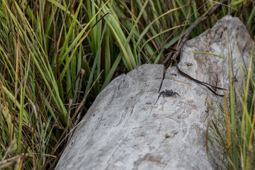 Small Crab on Driftwood Log