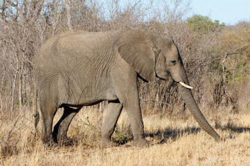 Fototapeta premium Elephant walking in the early morning in Sabi Sands Game Reserve in the Greater Kruger Region in South Africa