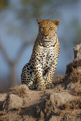 Leopard (Panthera pardus) male searching for food in Sabi Sands game reserve in the Greater Kruger Region in South Africa