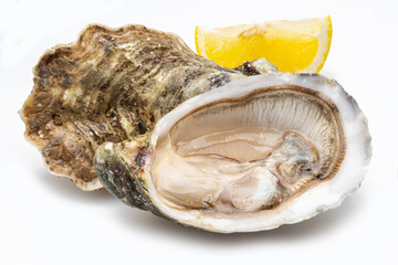 Opened and closed raw oysters isolated on white background. Delicacy food.