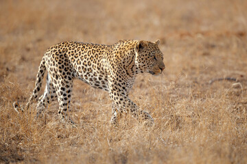 Leopard (Panthera pardus) male searching for food in Sabi Sands game reserve in the Greater Kruger...
