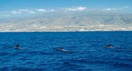 Obraz premium View on Tenerife island from ocean. Pilot whales in the water are in the foreground.