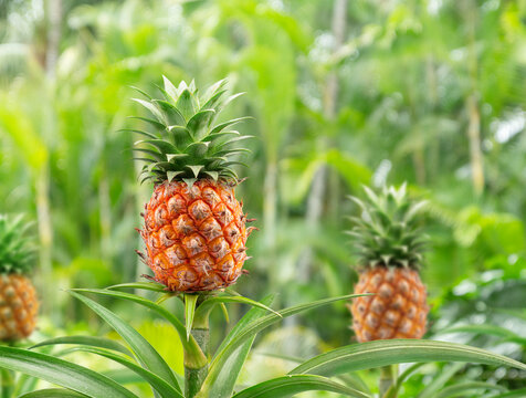 Pineapple fruit on top of its mother plant in the field. Blurred green nature background.