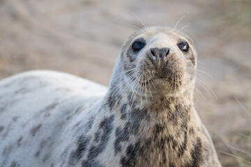 A curious grey seal (Halichoerus grypus) on a beach in Norfolk