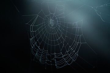 Shiny cobweb in light beam