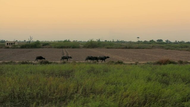 Panning shot of black cows on field during sunset