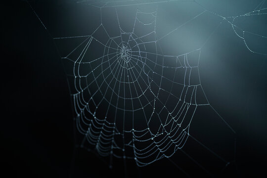 Shiny cobweb in light beam