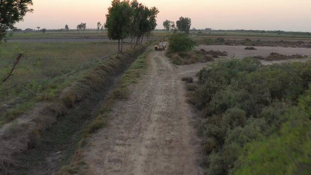 Aerial view of mud road surrounded by green fields in a village of Sindh Pakistan