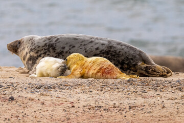 Fototapeta premium Two grey seal (Halichoerus grypus) pups, one newborn on a beach in Norfolk