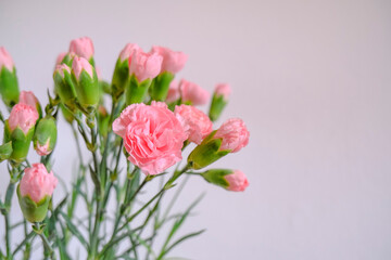 bouquet of pink carnations close-up across the white wall. Copy space. Postcard design. Floral background