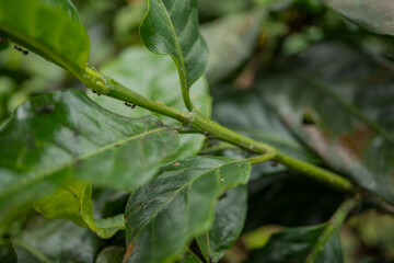 Close up photo of black ant over the green coffee leaf. The photo is suitable to use for nature background and wild life poster.
