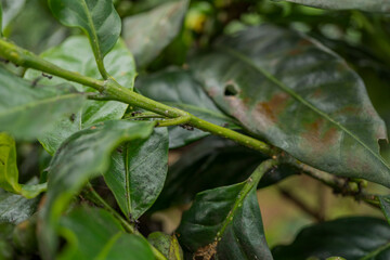 Close up photo of black ant over the green coffee leaf. The photo is suitable to use for nature background and wild life poster.