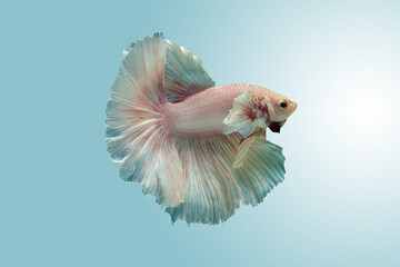 Betta splendens Pla-kad (biting fish), Rhythmic of Betta fish isolated on pastel color  background.