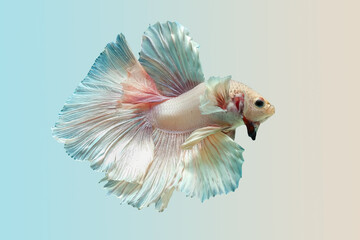 Betta splendens Pla-kad (biting fish), Rhythmic of Betta fish isolated on pastel color  background.