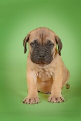 Obraz premium puppy sitting on green background 