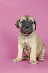 bullmastiff puppy isolated on pink background 