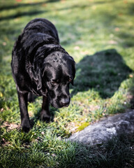 black labrador retriever