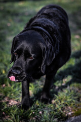 Fototapeta premium black labrador retriever