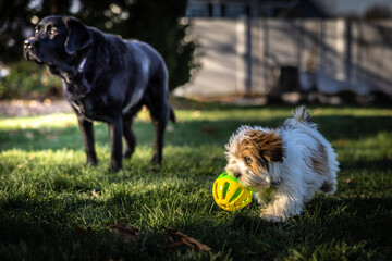 Lhasa Apso playing in yard