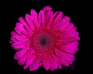 red scarlet gerbera on a black background with drops