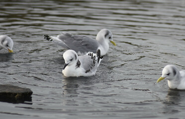 Rissa tridactyla. Black-legged kittiwake (a young surrounded by 3 adults). Mouettes Tridactyles (1 jeune entouré de 3 adultes)