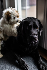 Big black lab with Lhasa Apso puppy