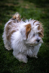 Shaggy Lhasa Apso puppy outdoors
