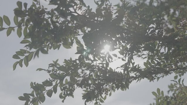 나뭇가지 사이로 비치는 햇빛, halation, (s-log3, s-gamut3.cine)