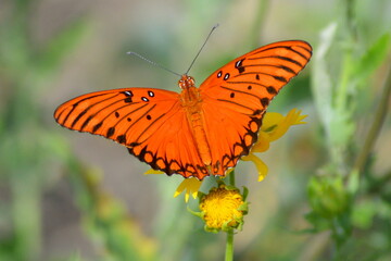 Butterfly on flower