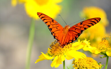 Butterfly on flower