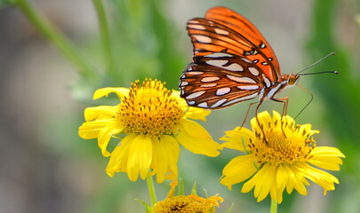 Butterfly on flower
