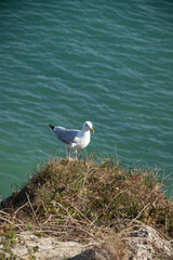 Seagull at the edge of the cliffs of Etretat in Normandy in France