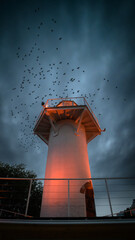 A flock of birds in the night sky over the lighthouse