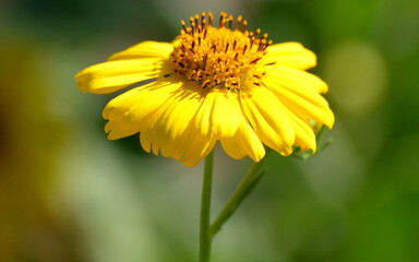 Yellow flower