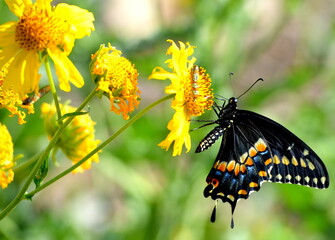 Butterfly on yellow flowers