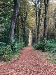 path in the woods