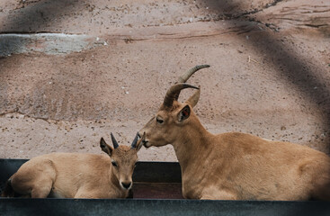 antelope behind the fence