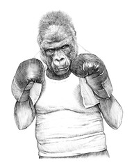Athletic animal Gorilla wearing boxing gloves and white T shirt, monkey, ape Boxing champion. Art collection: Dressed Animals. Realistic illustration with fighter. Sport competition. Sketch. Art print