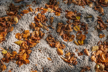 Fallen Autumn Leaves In Sand