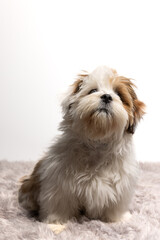 Lhasa Apso puppy