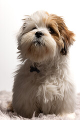 Lhasa Apso puppy