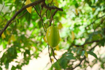 Raw Carambola or star-fruit on its tree or plant